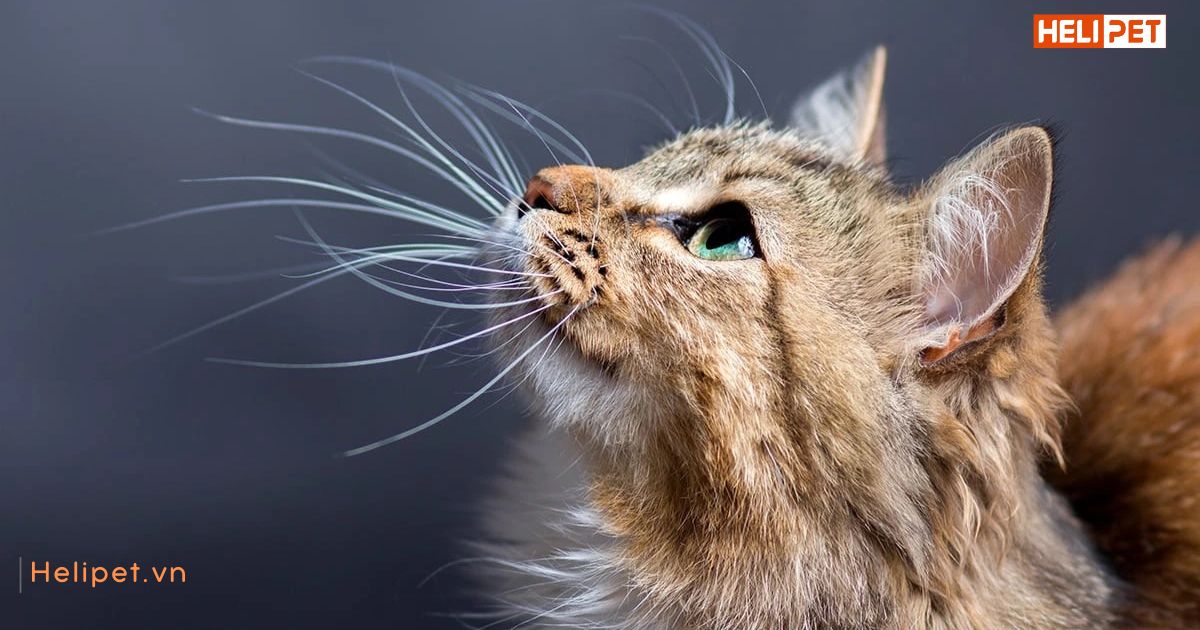 Râu mèo bị cắt có mọc lại không