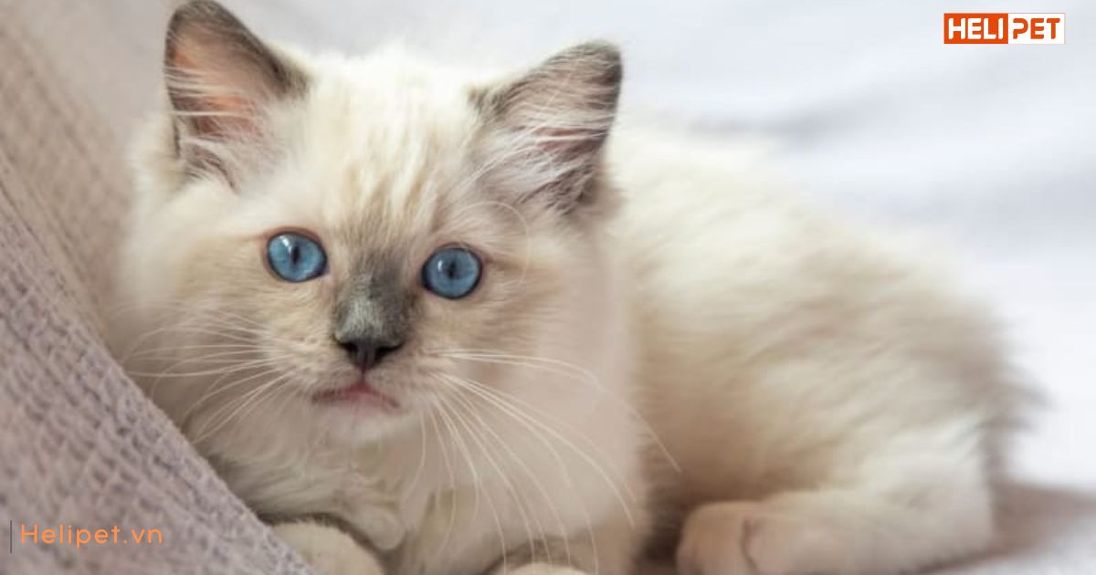 Râu mèo bị cắt có mọc lại không