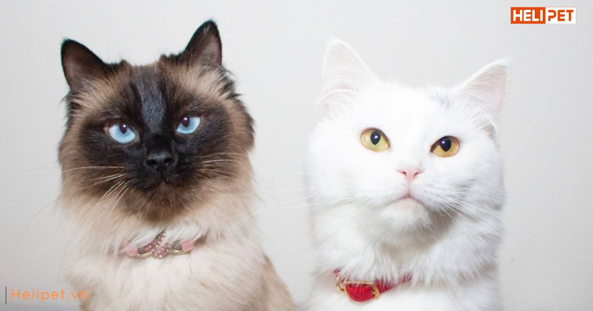 Râu mèo bị cắt có mọc lại không