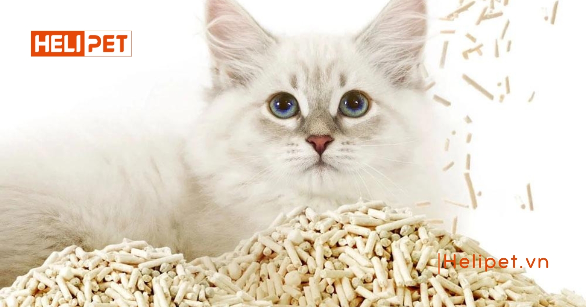 Review cát đậu nành cho mèo