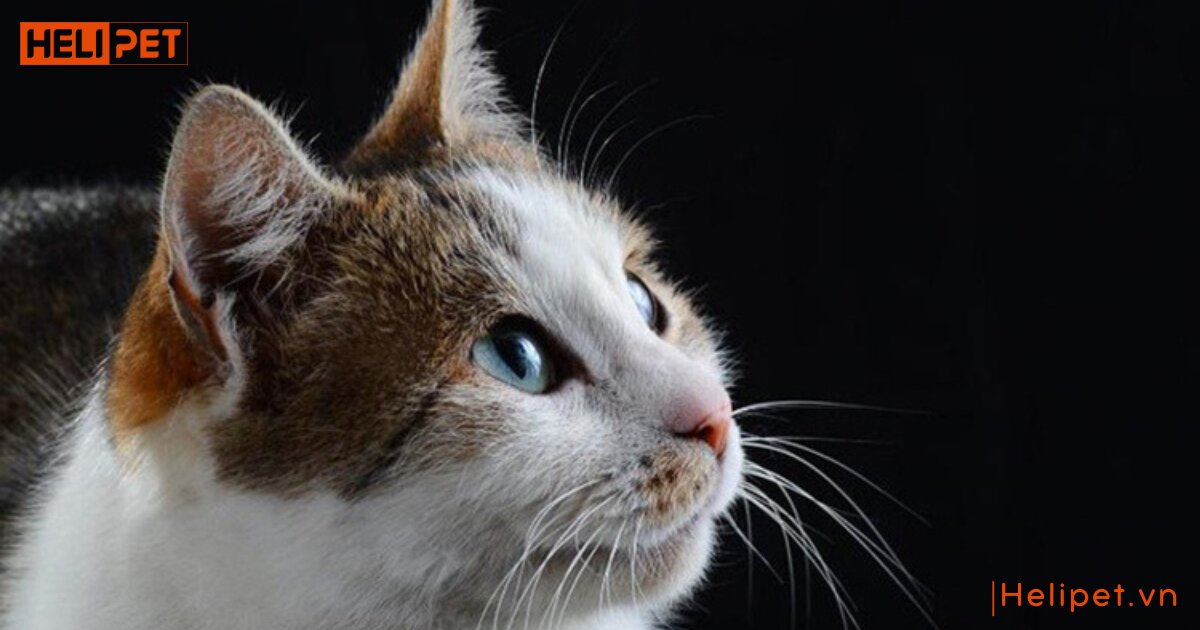 ria mép mèo có tác dụng gì