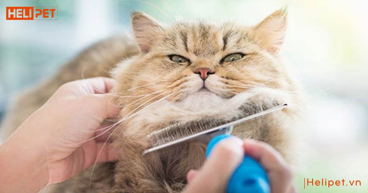 ria mép mèo có tác dụng gì