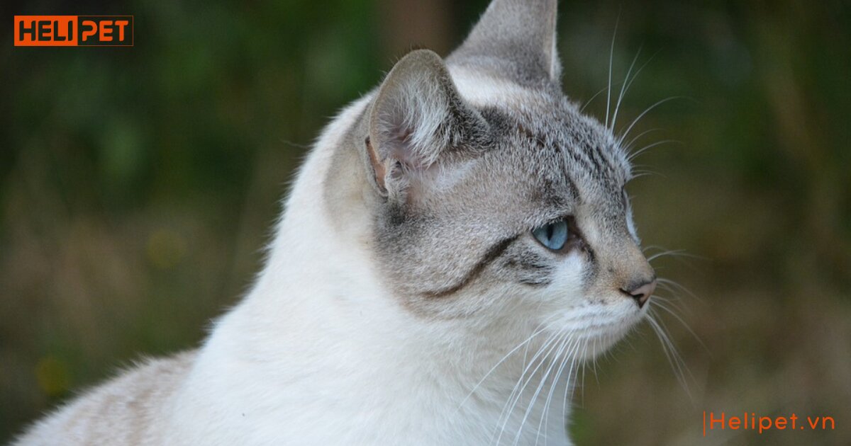 ria mép mèo có tác dụng gì