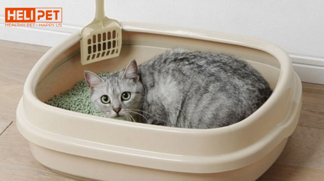 Bạn có thể đang vô tình khiến mèo đi sai chỗ.