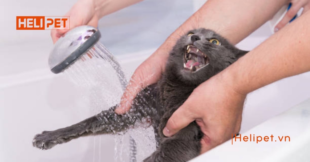 Sữa tắm khô cho chó mèo