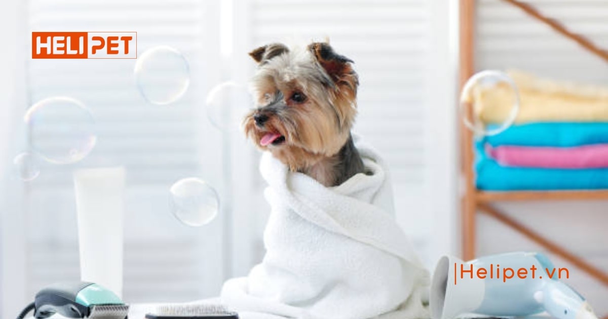 Sữa tắm khô cho chó mèo - Bọt tắm khô cho chó mèo