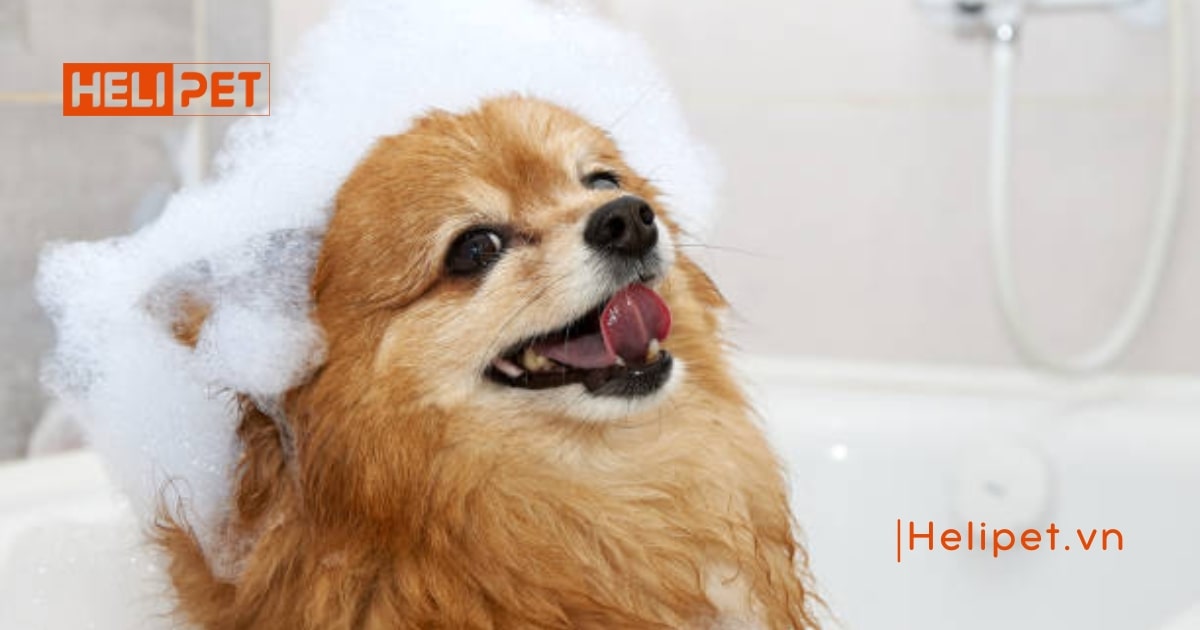 Sữa tắm khô cho chó mèo