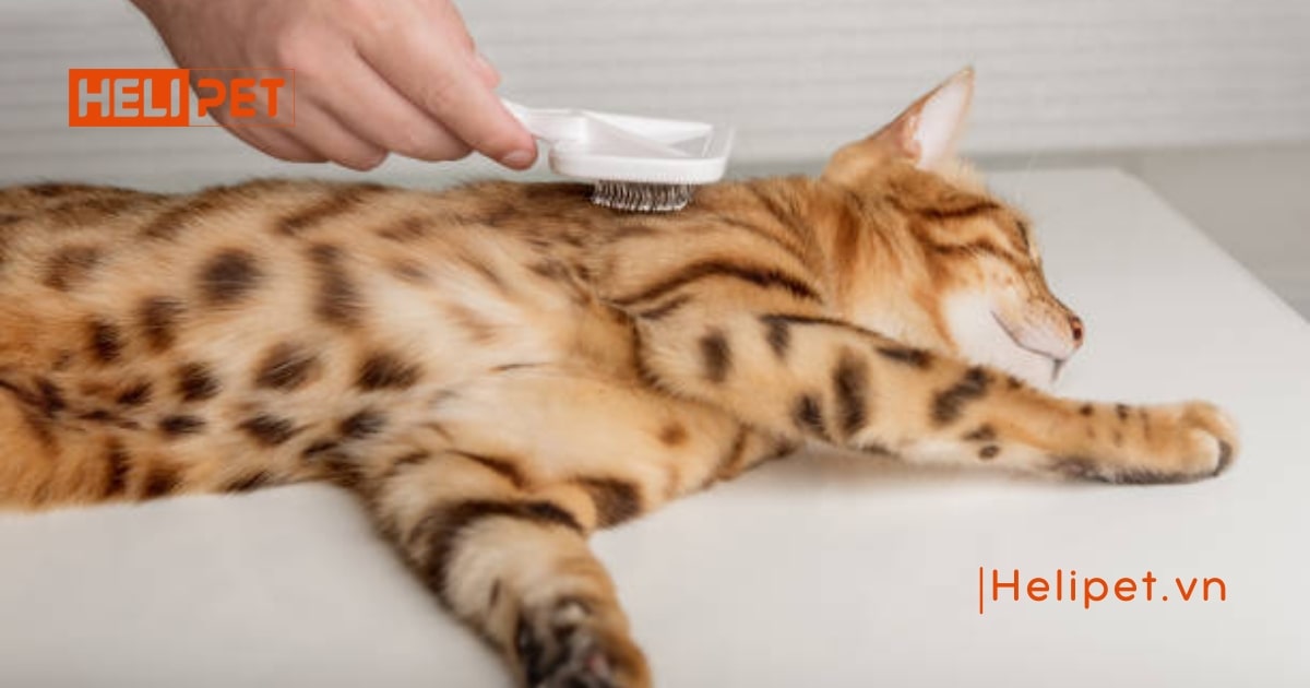 Sữa tắm khô cho chó mèo