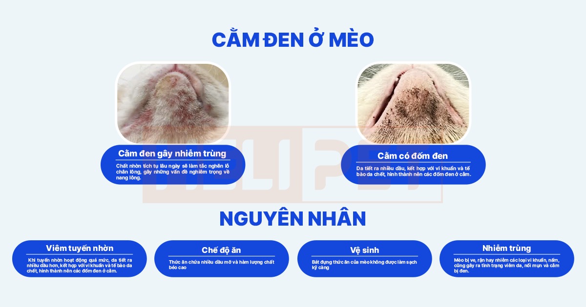 Sữa tắm khô cho chó mèo DR.VET