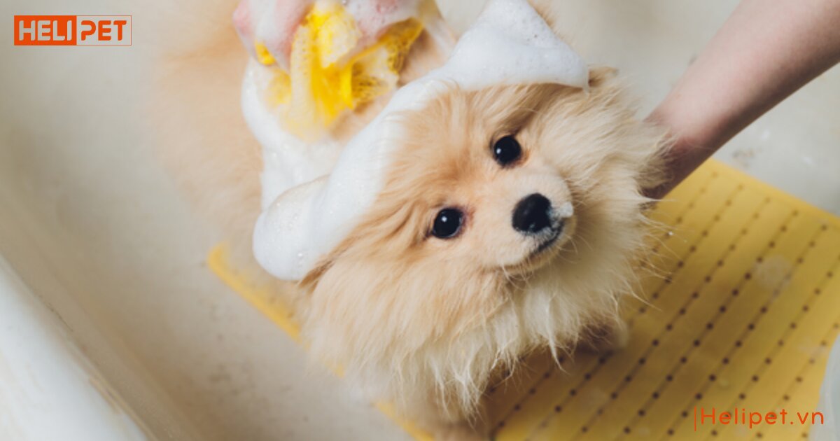 Sữa tắm khô cho chó có tốt không