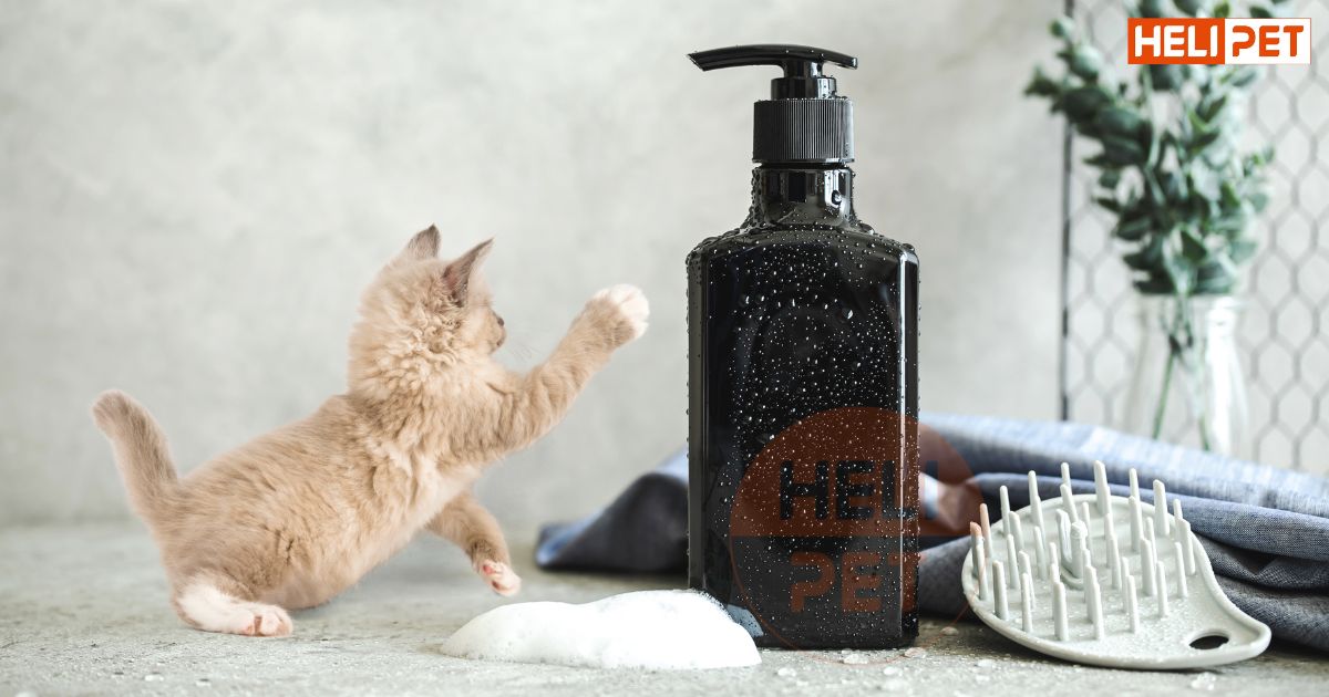 Sữa tắm khô cho mèo có tốt không