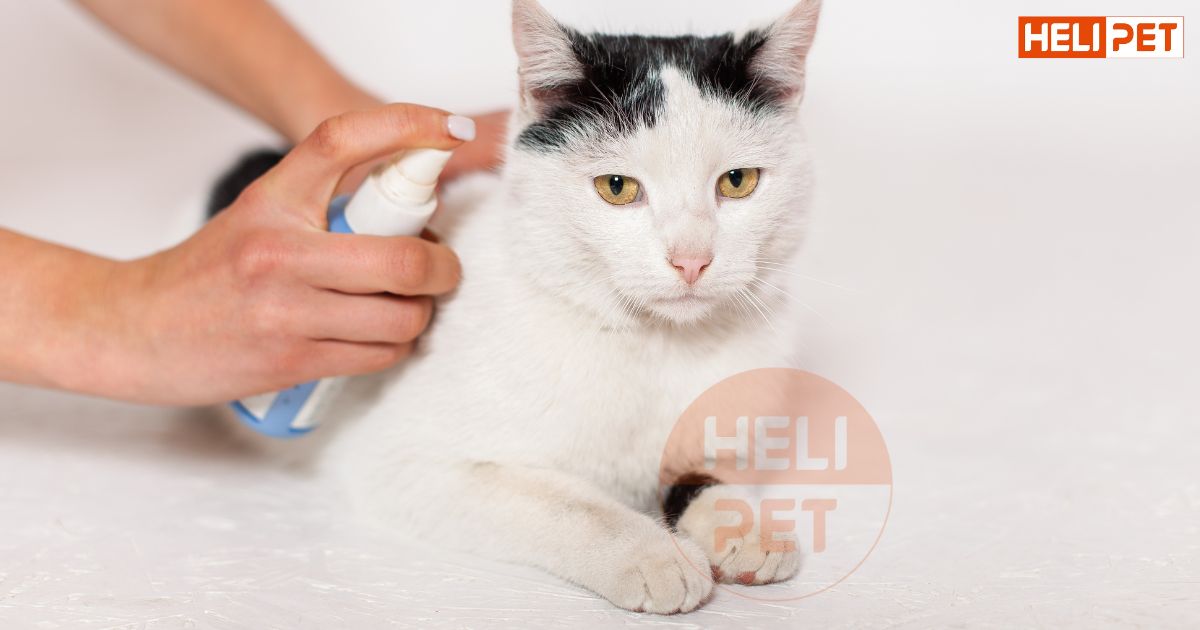 Sữa tắm khô cho mèo có tốt không