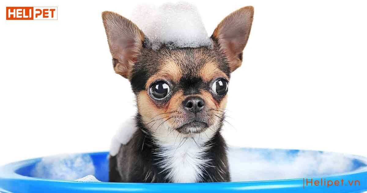 Sữa tắm khô cho chó có tốt không