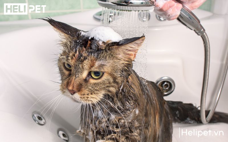 Nên tắm cho mèo 1 lần/1 tuần