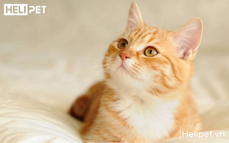 Tắm cho mèo lông ngắn dễ dàng hơn