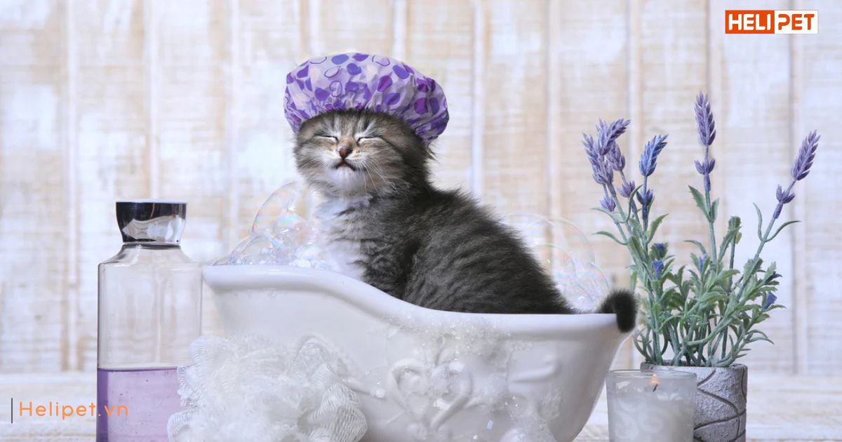 Tắm cho mèo bằng xà phòng lifebuoy được không