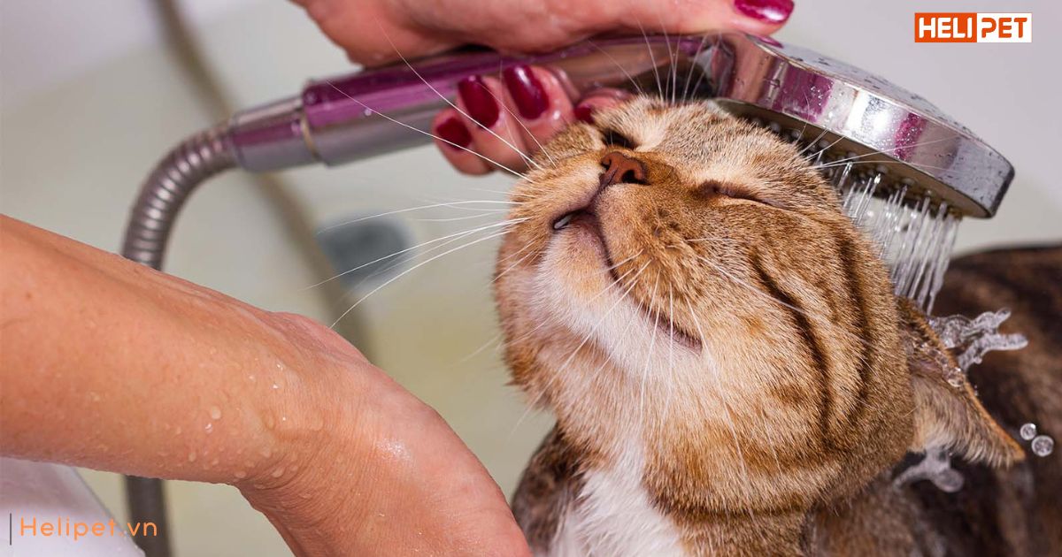 Tắm cho mèo bằng xà phòng lifebuoy được không