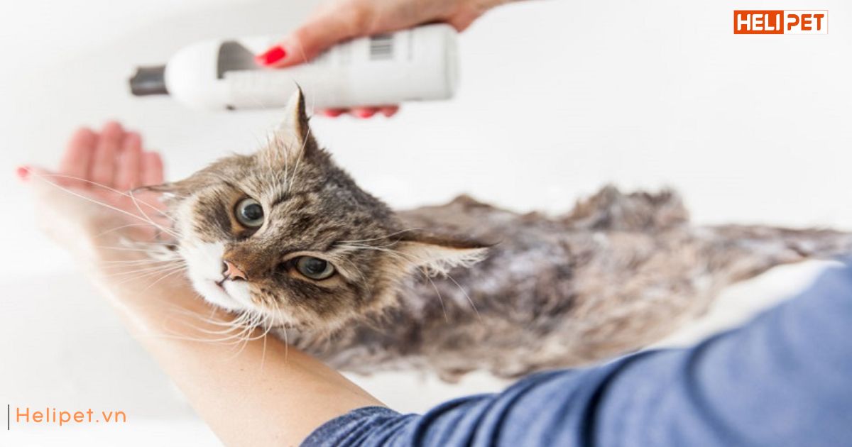 Tắm cho mèo bằng xà phòng lifebuoy được không