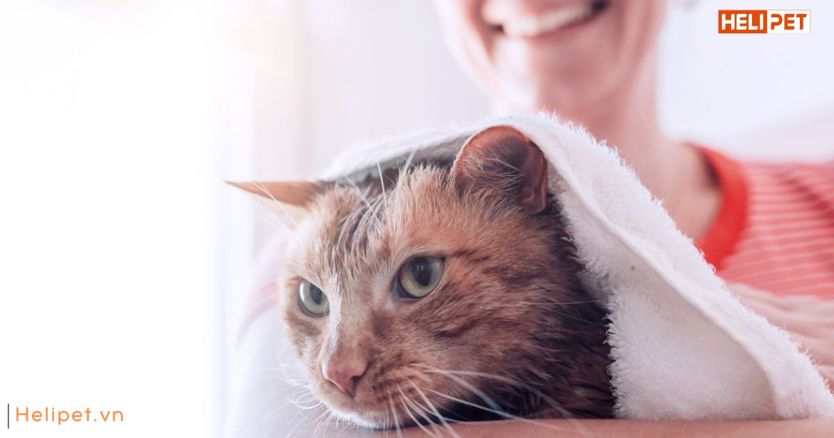 Tắm khô cho mèo bằng phấn rôm được không