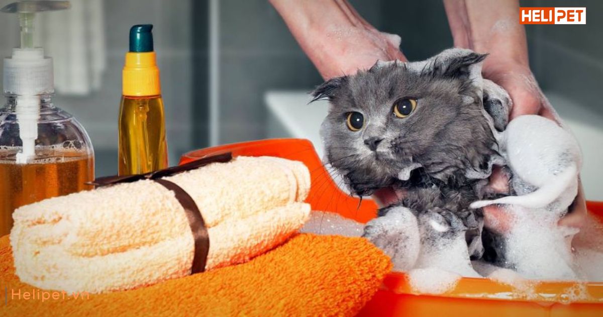 Tắm khô cho mèo bằng phấn rôm được không