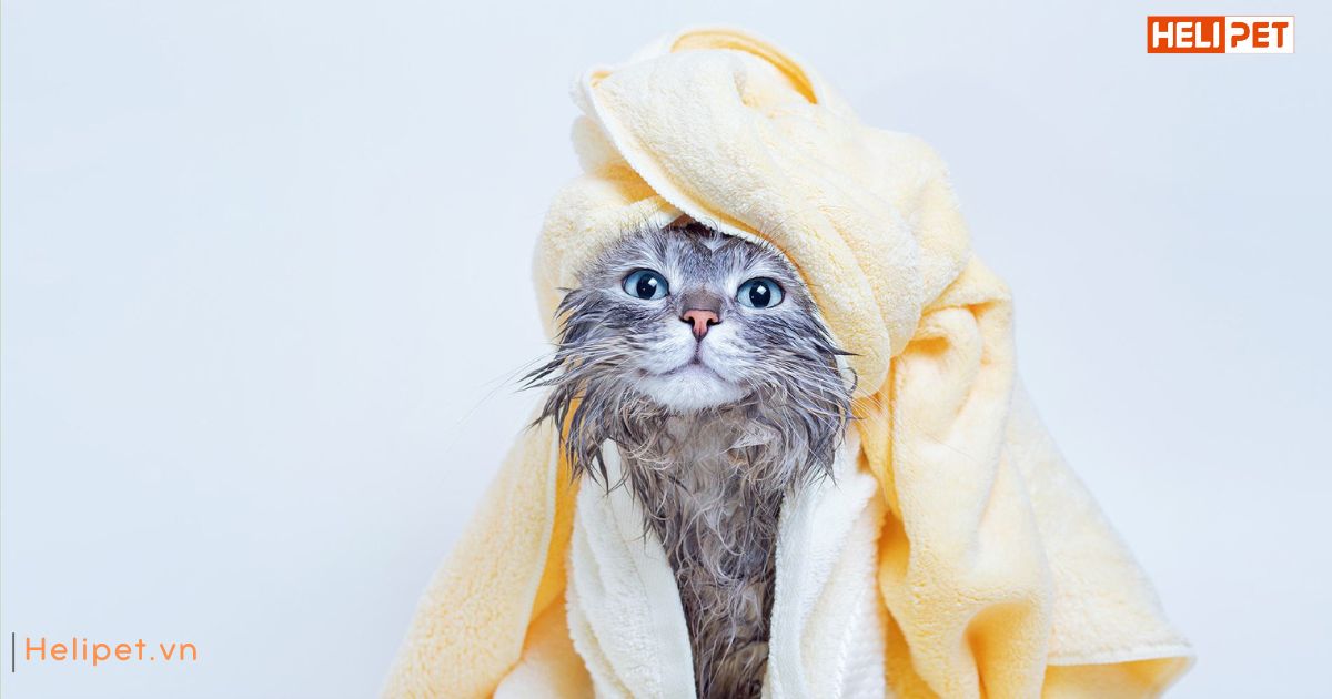 Tắm khô cho mèo bằng phấn rôm được không