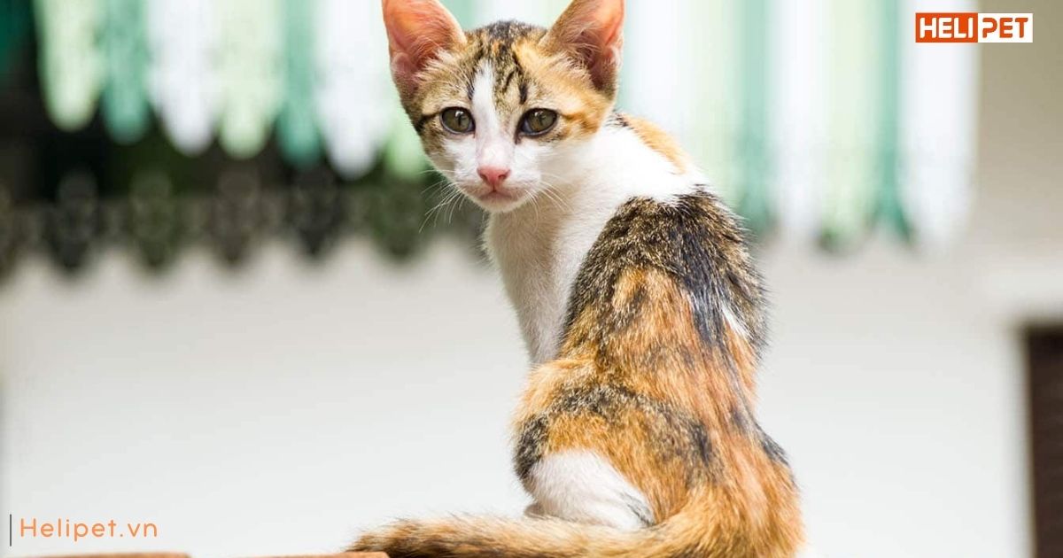 Tẩy giun cho mèo trước hay sau khi ăn