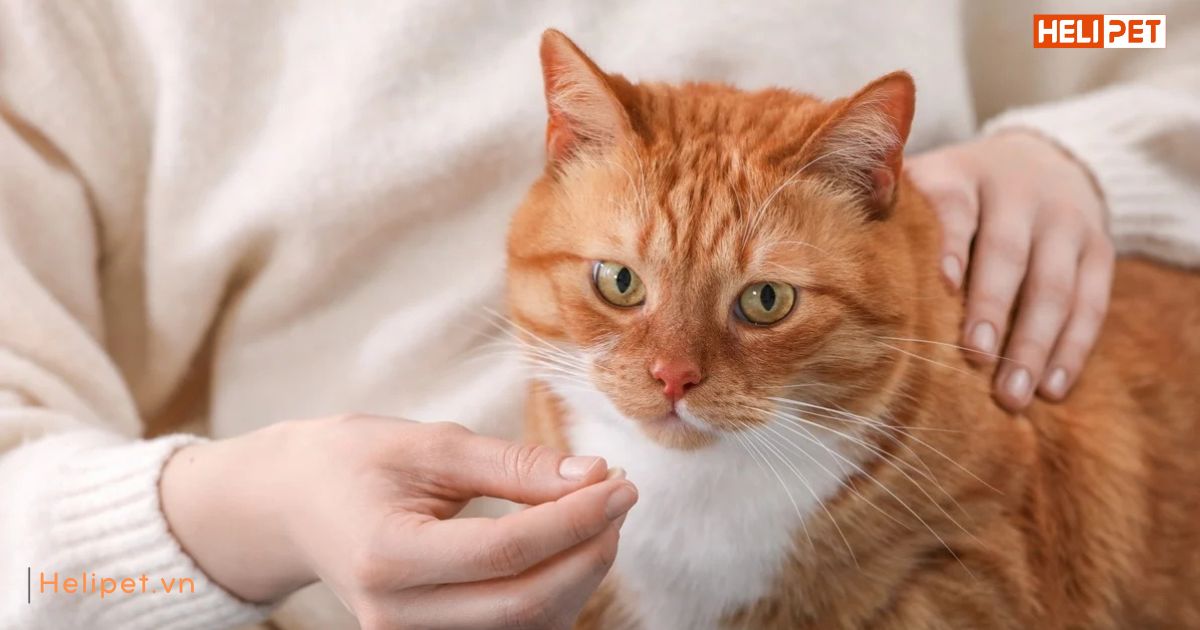 Tẩy giun cho mèo trước hay sau khi ăn