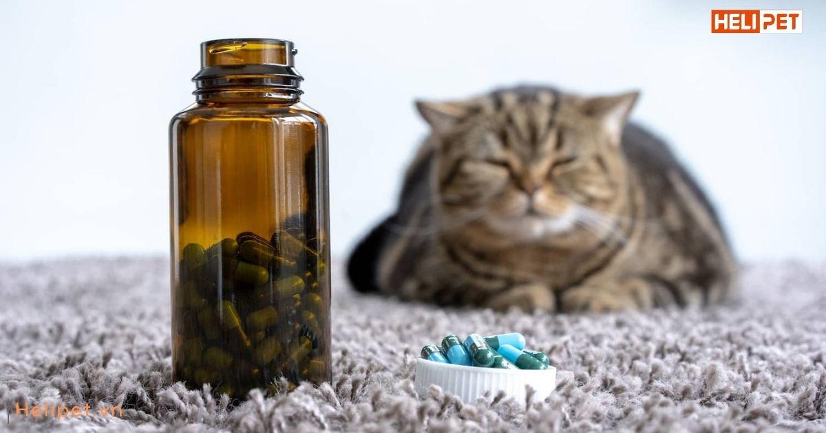 Tẩy giun cho mèo trước hay sau khi ăn