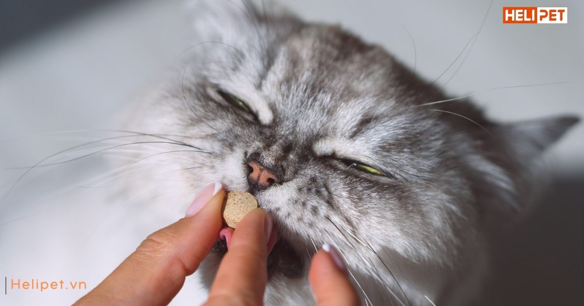 Tẩy giun cho mèo trước hay sau khi ăn