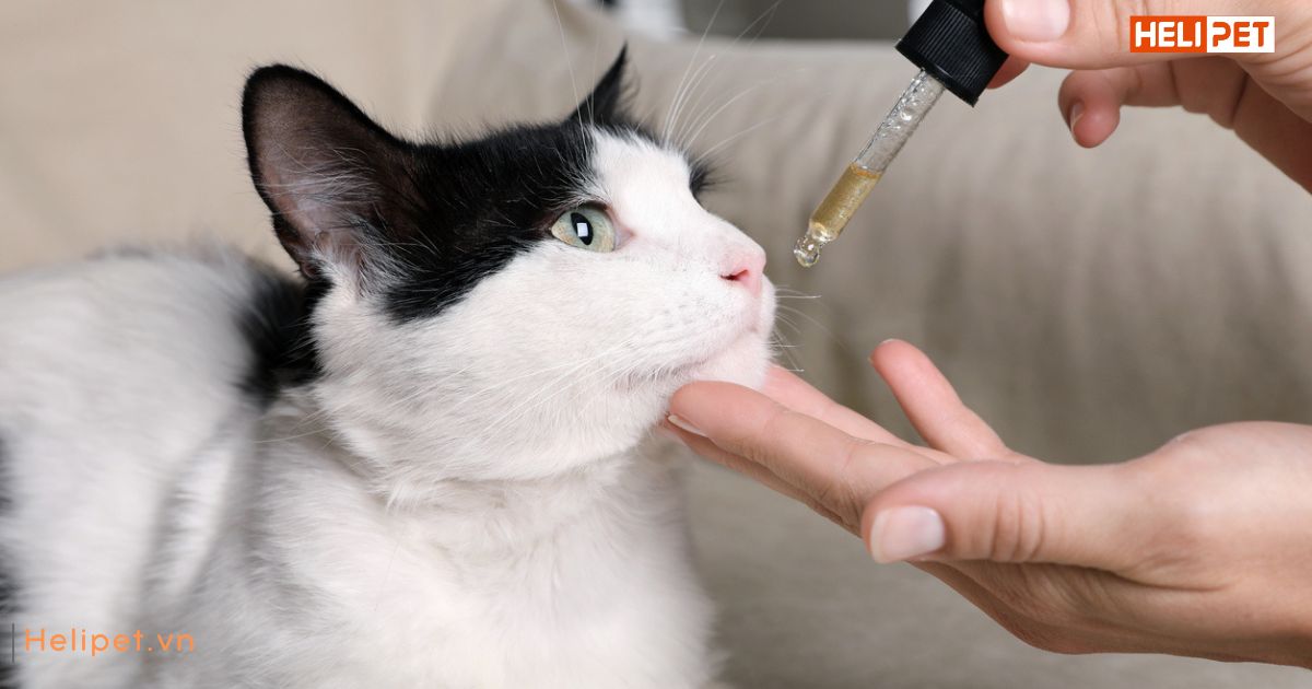 Tẩy giun cho mèo trước hay sau khi ăn