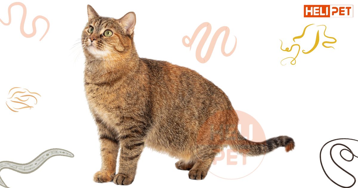 tẩy giun cho mèo trước hay sau khi tiêm phòng