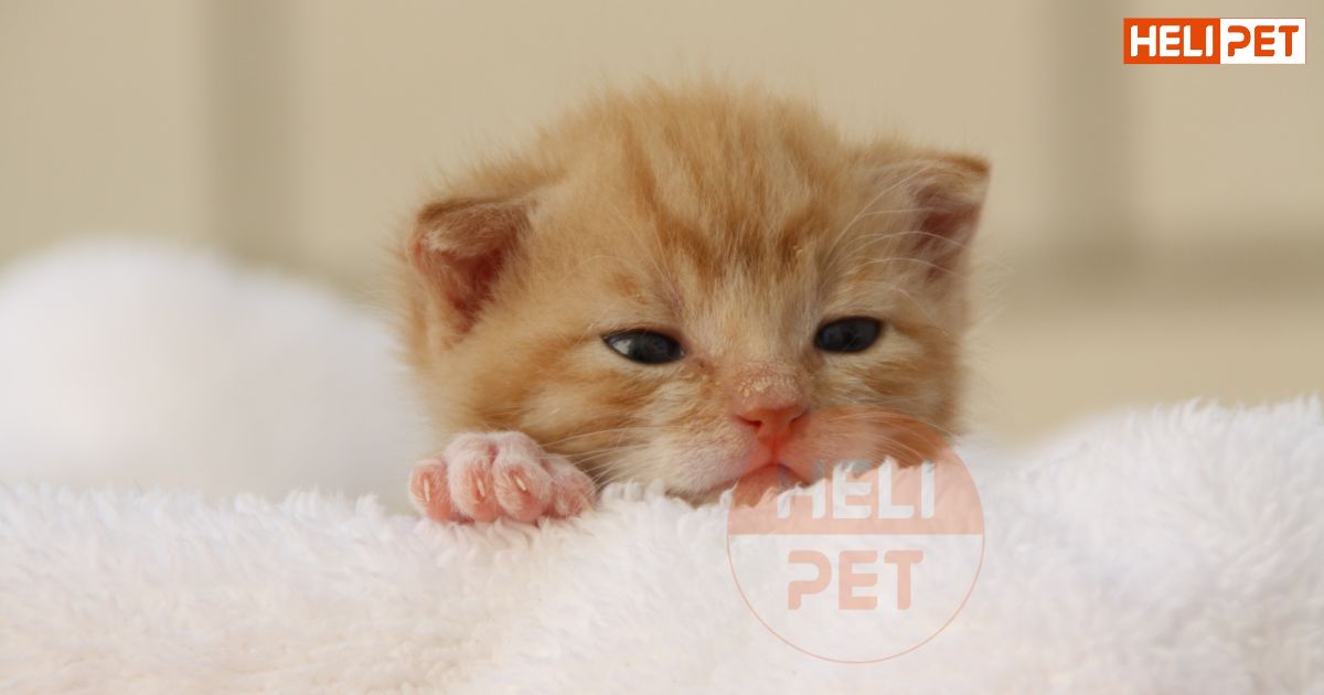 tẩy giun cho mèo trước hay sau khi tiêm phòng