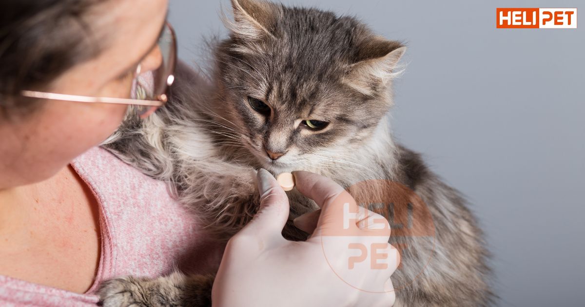 tẩy giun cho mèo trước hay sau khi tiêm phòng