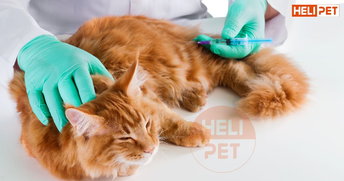 tẩy giun cho mèo trước hay sau khi tiêm phòng