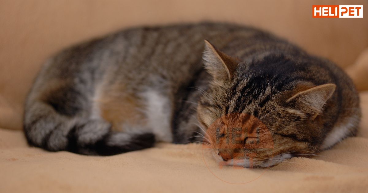 tẩy giun cho mèo trước hay sau khi tiêm phòng