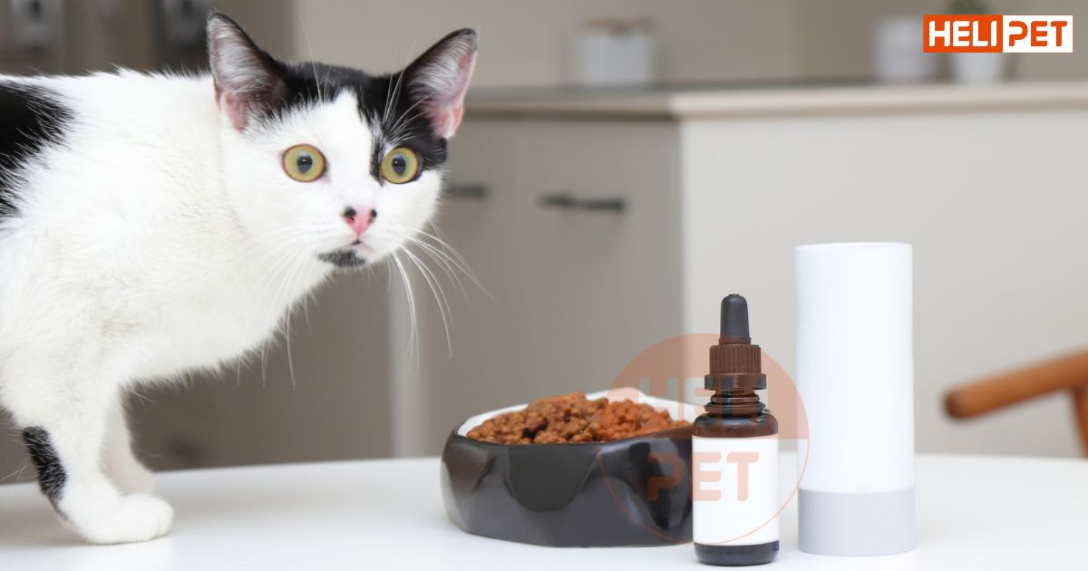 tẩy giun cho mèo trước hay sau khi tiêm phòng