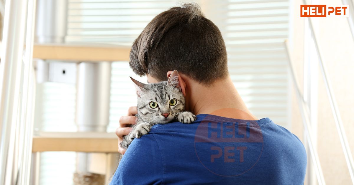 tẩy giun cho mèo trước hay sau khi tiêm phòng