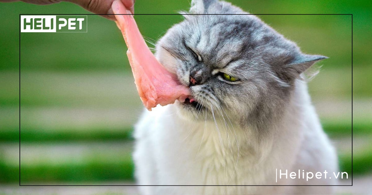 mèo mang thai bao lâu