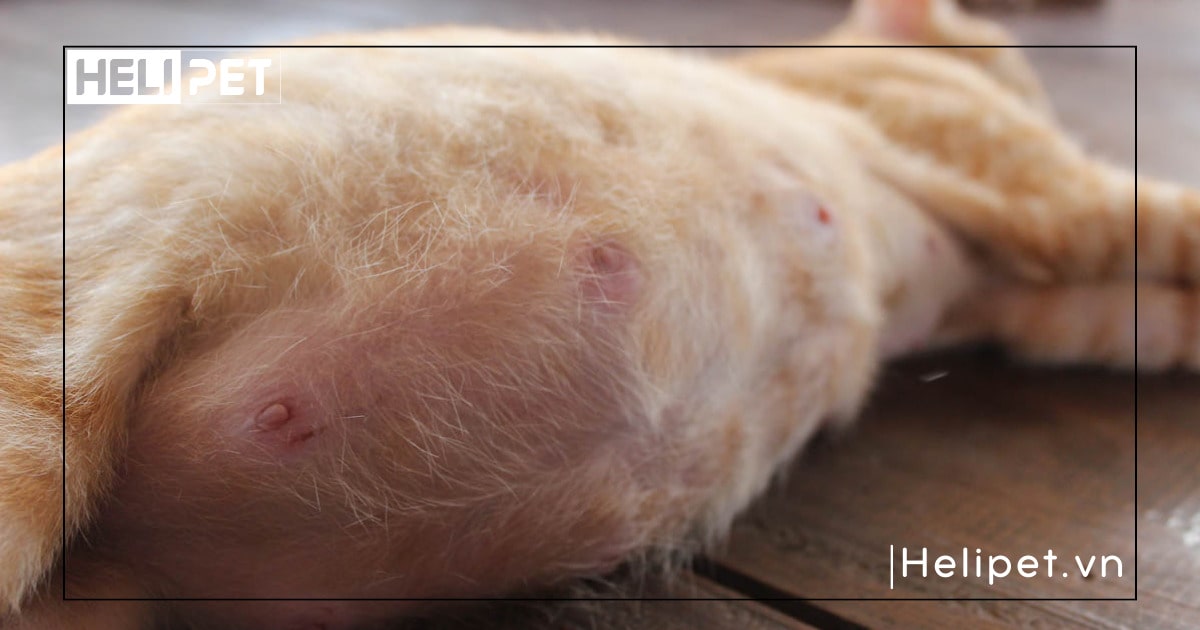 mèo mang thai bao lâu