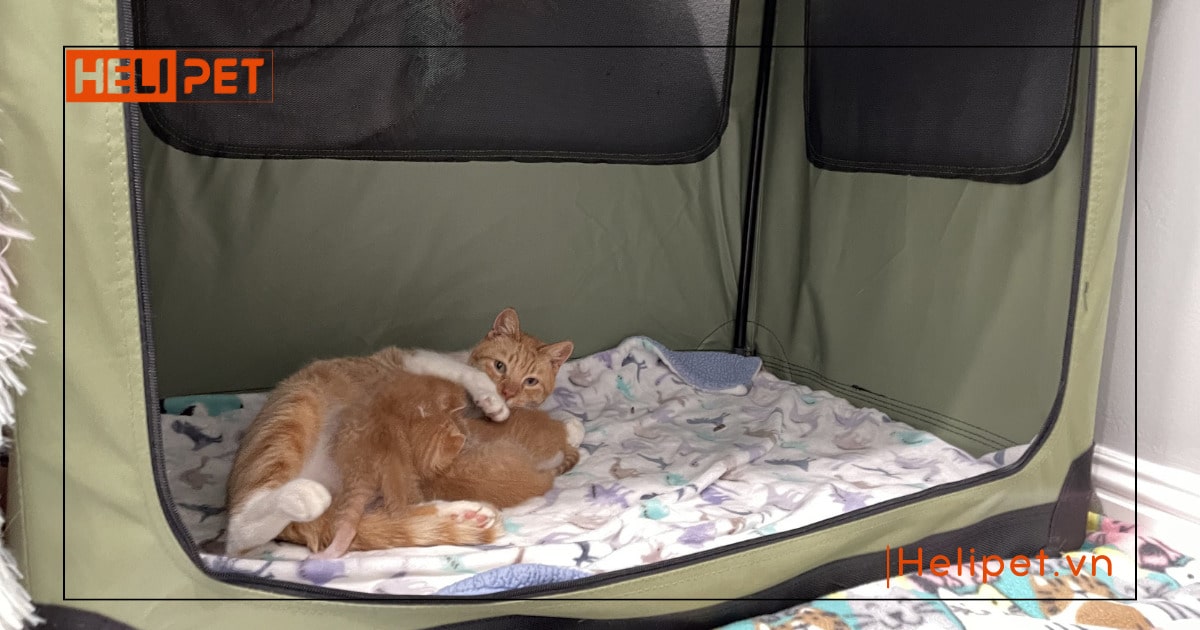 mèo mang thai bao lâu