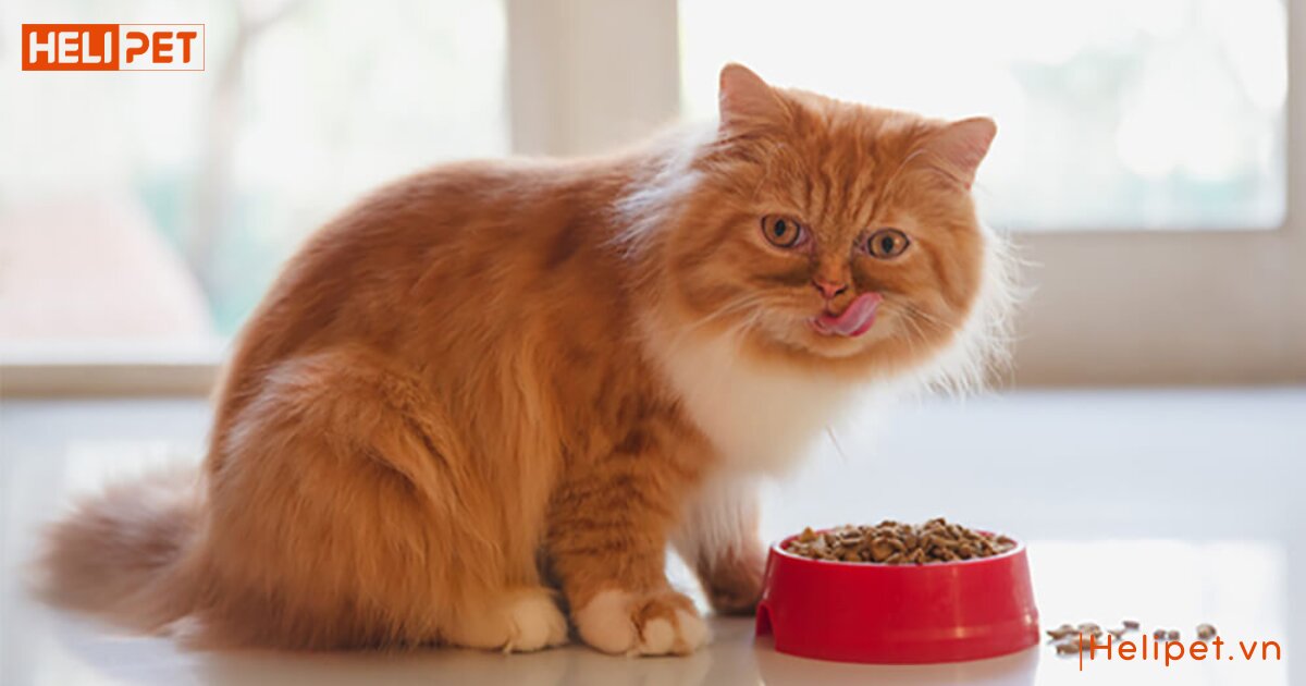 thức ăn cho mèo 2 tháng tuổi