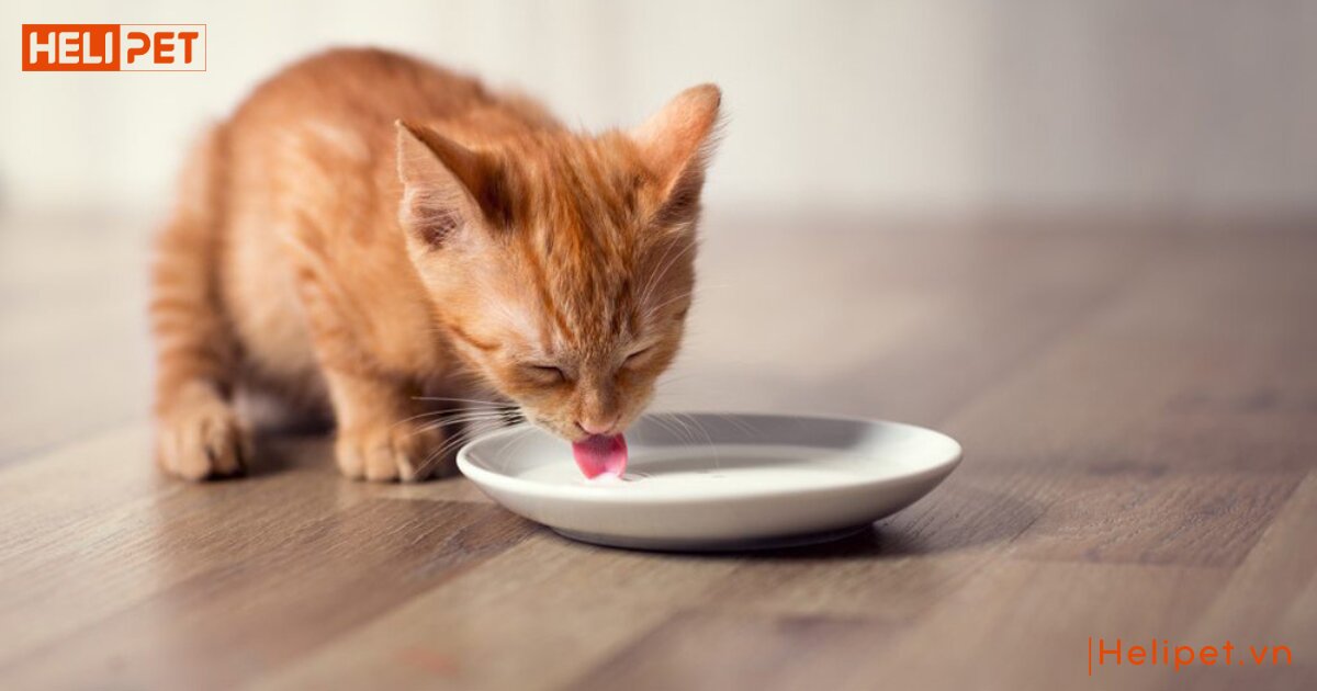 thức ăn cho mèo 2 tháng tuổi