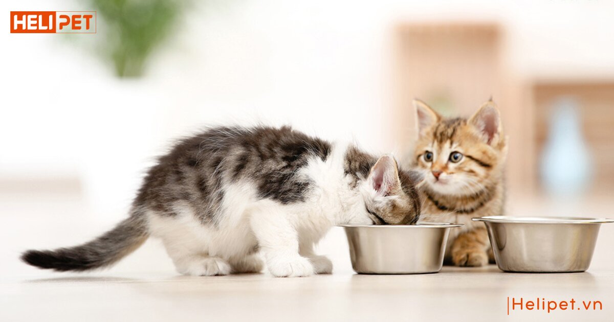 thức ăn cho mèo 2 tháng tuổi