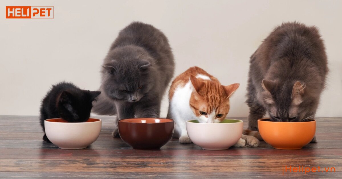 thức ăn cho mèo 2 tháng tuổi