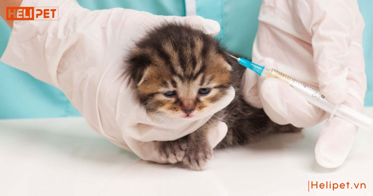 thức ăn cho mèo 2 tháng tuổi