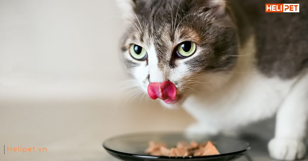 Thức ăn cho mèo bị suy thận
