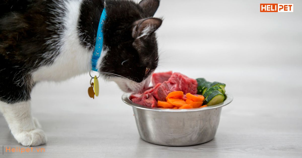 Thức ăn cho mèo bị suy thận