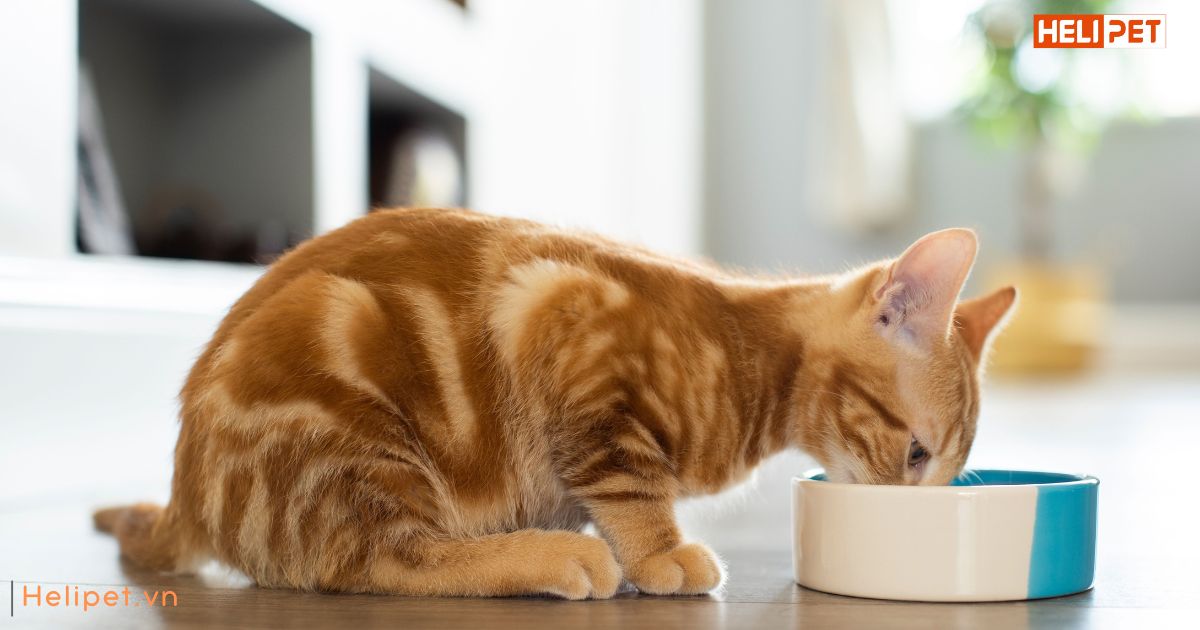 Thức ăn cho mèo bị suy thận