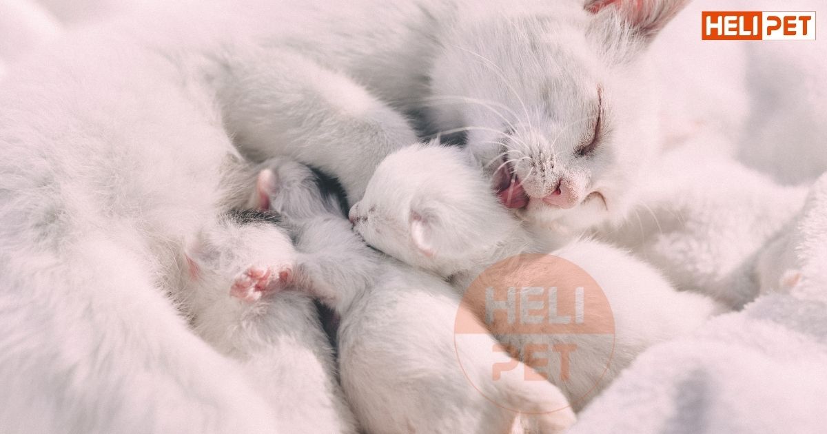 Những loại thức ăn cho mèo con 1 tháng tuổi mà Sen nên biết