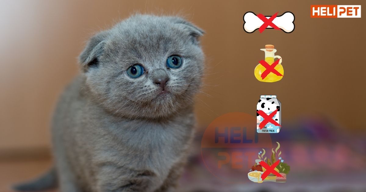 Những loại thức ăn cho mèo con 1 tháng tuổi mà Sen nên biết